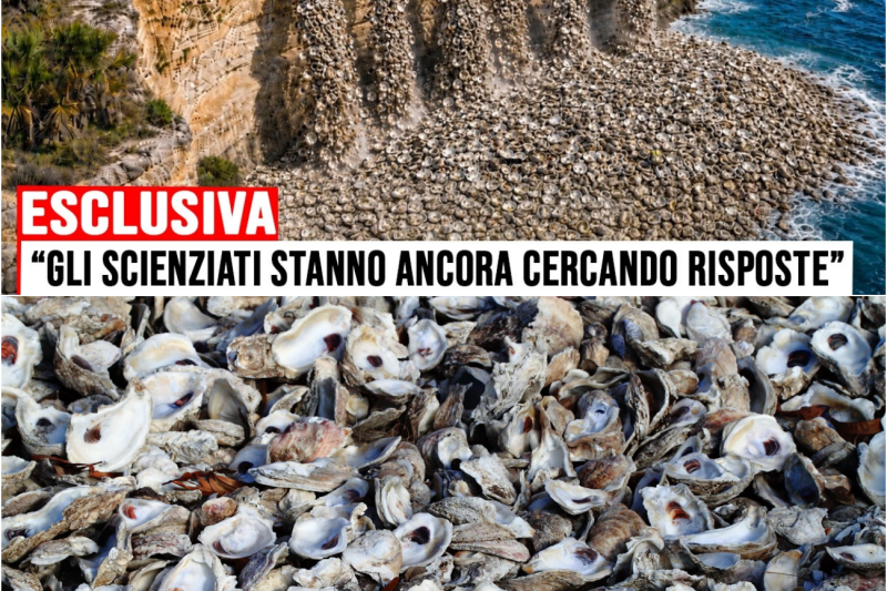 Hanno Gettato 500 Mila Tonnellate di Gusci di Ostriche Nell’Oceano… Poi È Successo QUESTO
