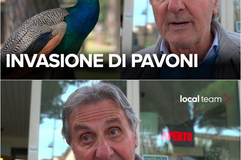 Punta Marina Ostaggio della Bellezza: L’Invasione dei Pavoni Divide la Città tra Fascino e Disperazione
