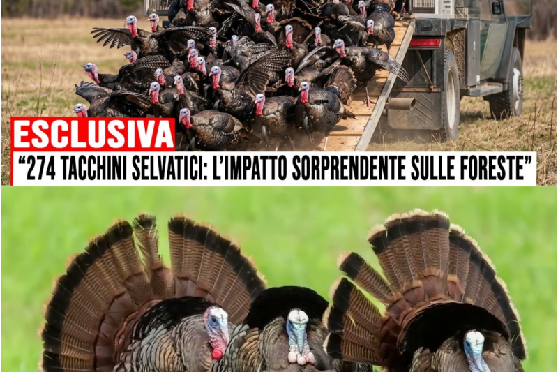 Il Canada Ha Reintrodotto 274 Tacchini Selvatici… E Le Foreste Sono Cambiate In Modo Inaspettato