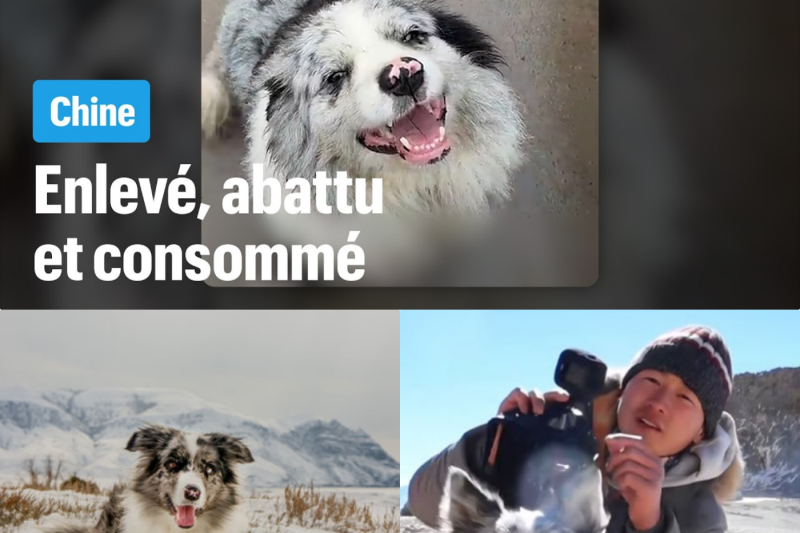 Le destin tragique de Shitou : Comment le meurtre d’un chien star a déclenché une révolution des consciences en Chine